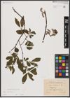 Foto von Salix aurita L.